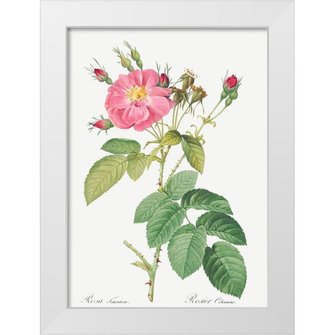 Harsh Downy Rose, Cotton Rose, Rosa tomentosa White Modern Wood Framed Art Print by Redoute, Pierre Joseph
