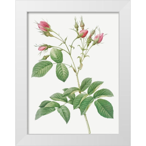 Evrats Rose with Crimson Buds, Rosa evratina White Modern Wood Framed Art Print by Redoute, Pierre Joseph