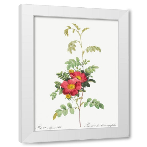 Alpine Rose, Rosebush of Alpes with Weak Stems, Rosa alpina debilis White Modern Wood Framed Art Print by Redoute, Pierre Joseph