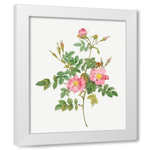 Sweet Briar, Rusty Rose with Semi-Double Flowers, Rosa rubiginosa flore semi-pleno White Modern Wood Framed Art Print by Redoute, Pierre Joseph