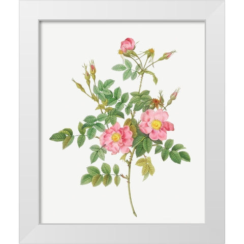 Sweet Briar, Rusty Rose with Semi-Double Flowers, Rosa rubiginosa flore semi-pleno White Modern Wood Framed Art Print by Redoute, Pierre Joseph