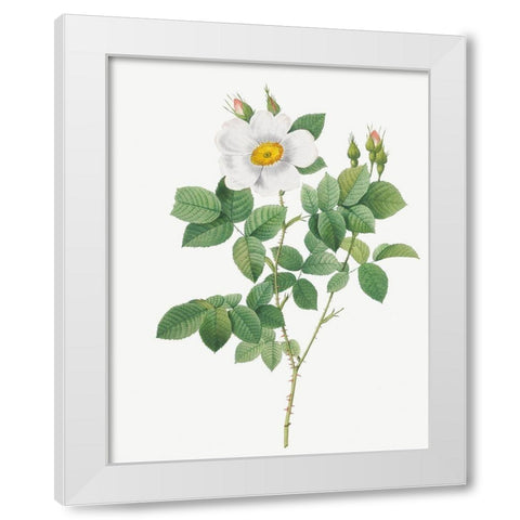 Twin Flowered White Rose, Rosebush with Geminate Flowers, Rosa geminata White Modern Wood Framed Art Print by Redoute, Pierre Joseph