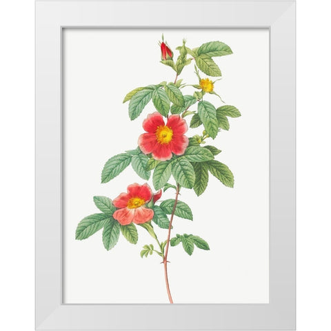 Rosa majalis, Single May Rose, Rosa Cinnamomea flore simplici White Modern Wood Framed Art Print by Redoute, Pierre Joseph