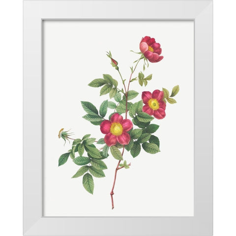 Alpine Rose, Common Alpine Rose Garden, Rosa Alpina vulgaris White Modern Wood Framed Art Print by Redoute, Pierre Joseph