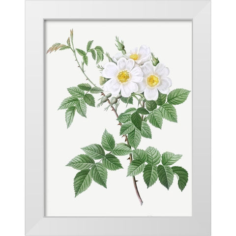 Short styled rose with yellow and white flowers, Rosa brevistyla leucochroa White Modern Wood Framed Art Print by Redoute, Pierre Joseph