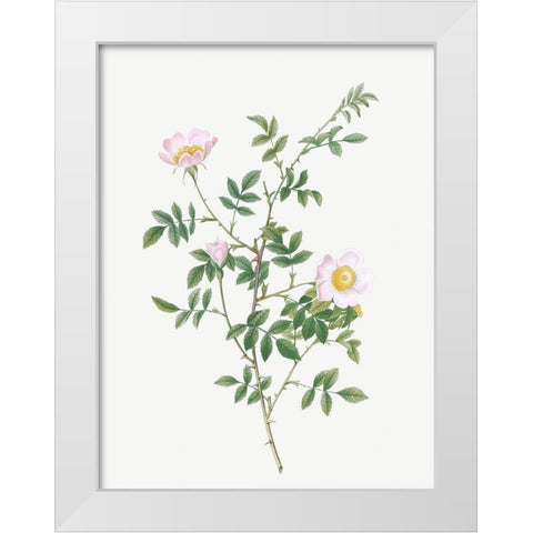 Pink Hedge Rose, Rosa sepium rosea White Modern Wood Framed Art Print by Redoute, Pierre Joseph
