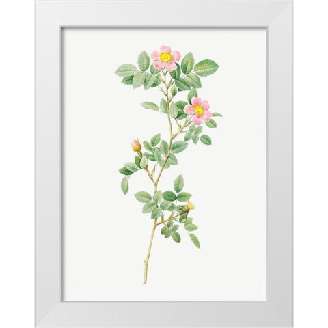 Montezuma Rose White Modern Wood Framed Art Print by Redoute, Pierre Joseph