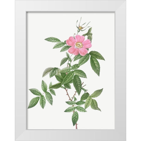 Boursault Rose, Rosa reclinata flore simplici White Modern Wood Framed Art Print by Redoute, Pierre Joseph