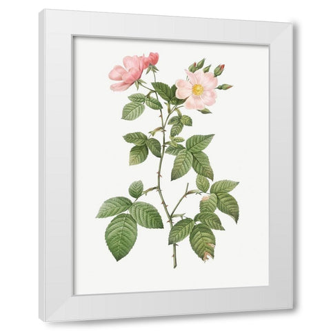 Rosa glauca, Rosebush with Bramble Leaves, Rosa rubifolia White Modern Wood Framed Art Print by Redoute, Pierre Joseph
