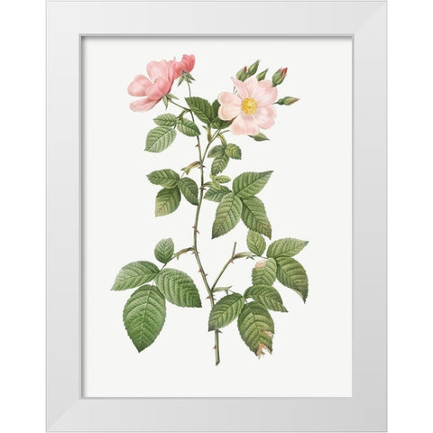 Rosa glauca, Rosebush with Bramble Leaves, Rosa rubifolia White Modern Wood Framed Art Print by Redoute, Pierre Joseph