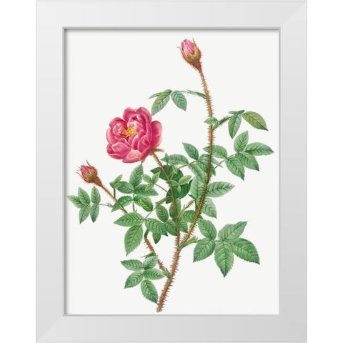 Anemone Flowered Rose Muscosa, Rosa muscosa anemone flora White Modern Wood Framed Art Print by Redoute, Pierre Joseph
