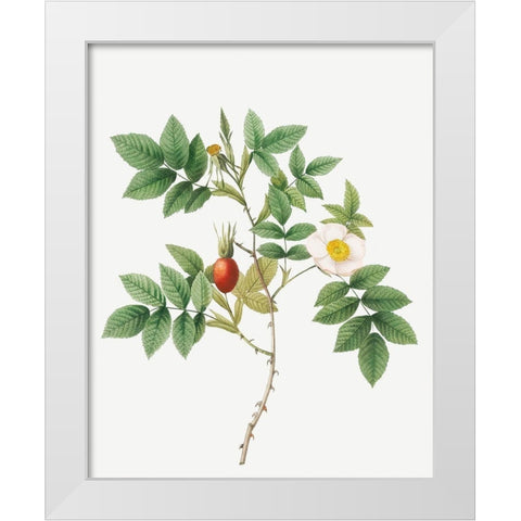 Bidentate Mountain Rose, Mountain Rose with Toothed Leaflets White Modern Wood Framed Art Print by Redoute, Pierre Joseph