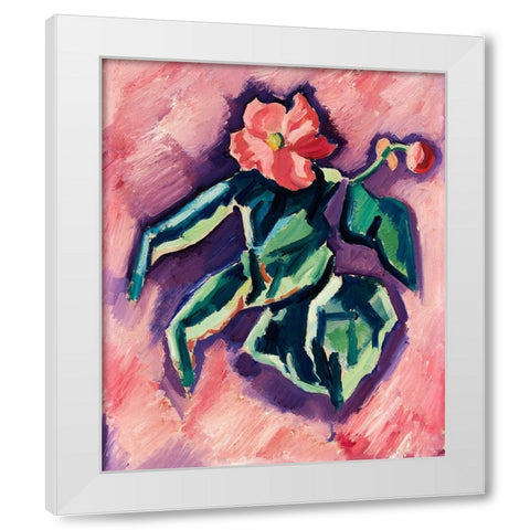 Pink Begonias White Modern Wood Framed Art Print by Hartley, Marsden