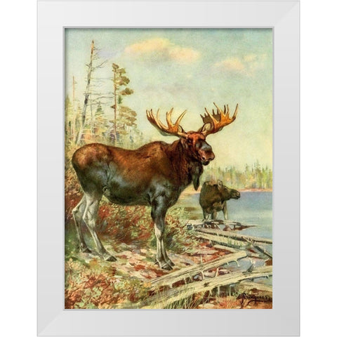 Moose White Modern Wood Framed Art Print by Rungius, Carl
