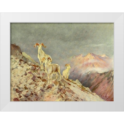 Rams White Modern Wood Framed Art Print by Rungius, Carl