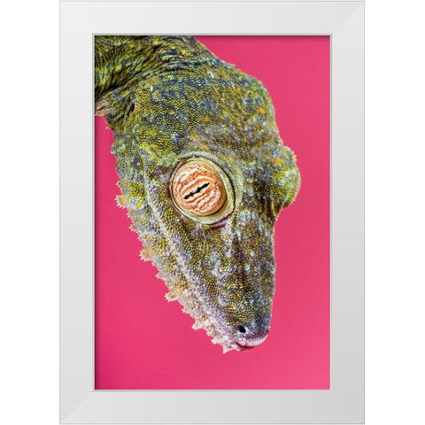 Leaf-tailed Gecko White Modern Wood Framed Art Print by Smithsonian Institution
