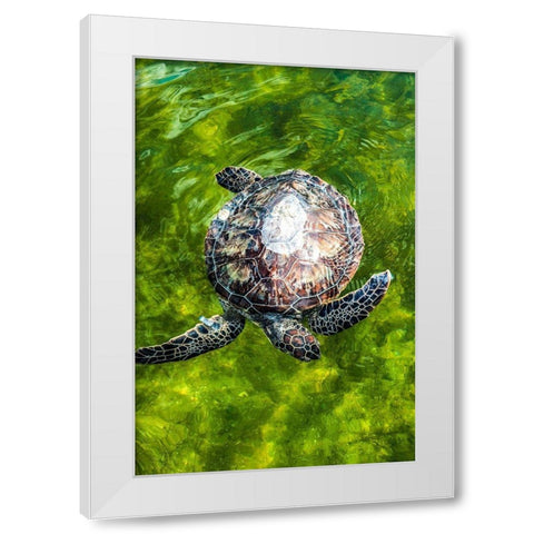 Green Sea Turtle White Modern Wood Framed Art Print by NASA