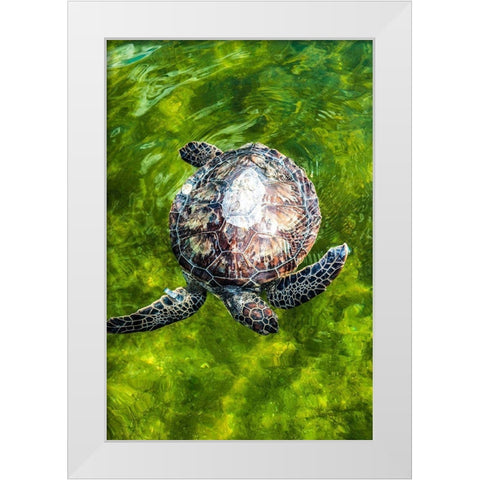 Green Sea Turtle White Modern Wood Framed Art Print by NASA