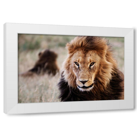 Lions in the Grass White Modern Wood Framed Art Print by Highsmith, Carol