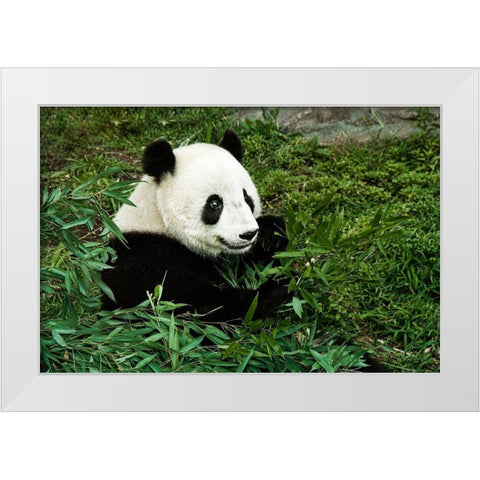 Giant Panda White Modern Wood Framed Art Print by Murphy, Mehgan
