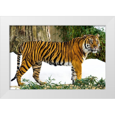 Sumatran Tiger White Modern Wood Framed Art Print by Murphy, Mehgan