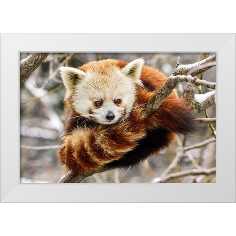 Red Panda White Modern Wood Framed Art Print by Murphy, Mehgan
