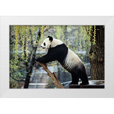 Giant Panda II White Modern Wood Framed Art Print by Cohen, Jessie