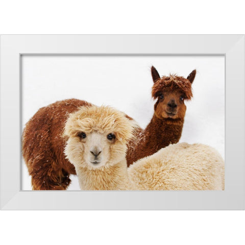 Alpacas White Modern Wood Framed Art Print by Murphy, Mehgan