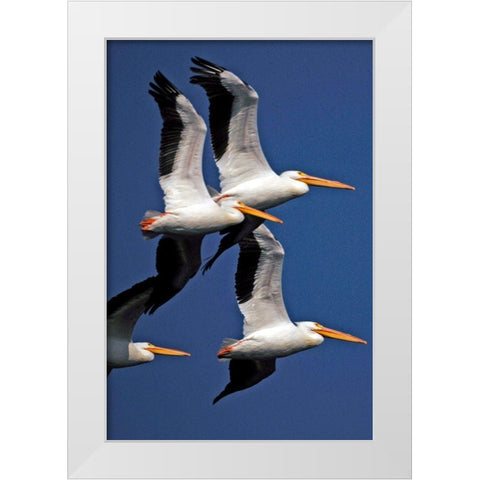Flock of White Pelicans White Modern Wood Framed Art Print by NASA