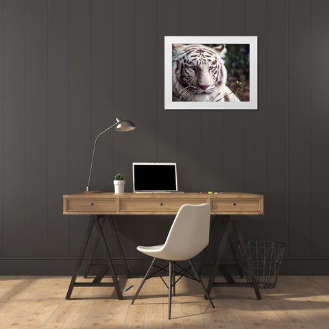 White Bengal Tiger White Modern Wood Framed Art Print by Highsmith, Carol