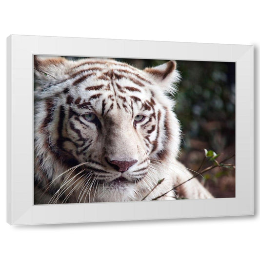 Perspective Image