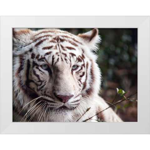 White Bengal Tiger White Modern Wood Framed Art Print by Highsmith, Carol