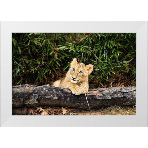 African Lion  White Modern Wood Framed Art Print by Murphy, Mehgan