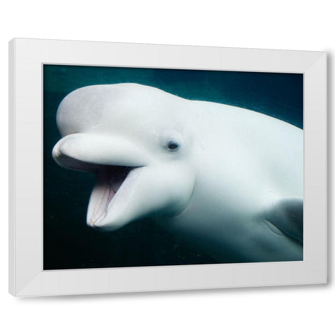 Baluga Whales White Modern Wood Framed Art Print by Highsmith, Carol