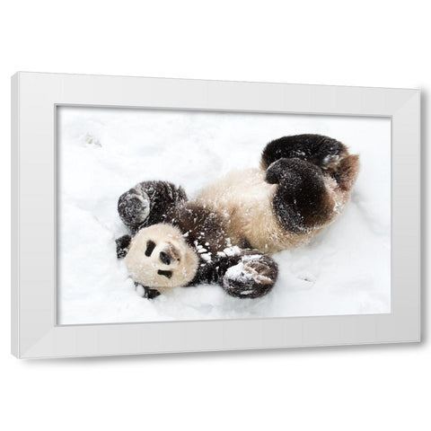 Giant Panda III White Modern Wood Framed Art Print by Murphy, Mehgan