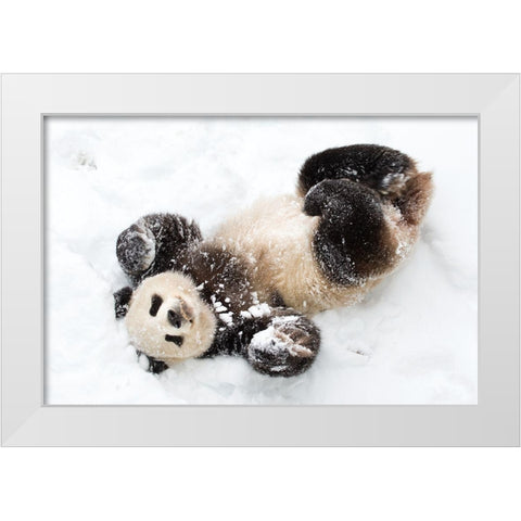 Giant Panda III White Modern Wood Framed Art Print by Murphy, Mehgan