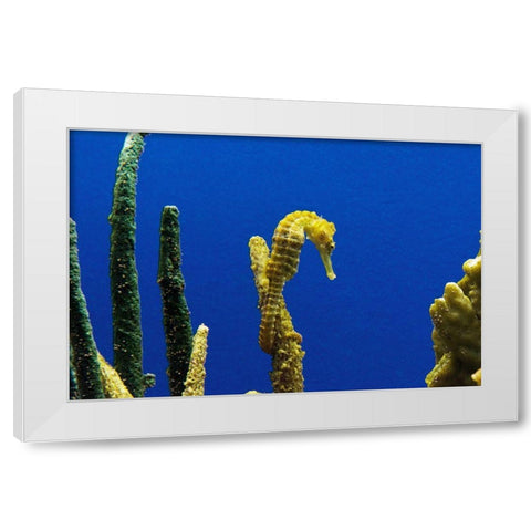 Seahorse White Modern Wood Framed Art Print by Highsmith, Carol