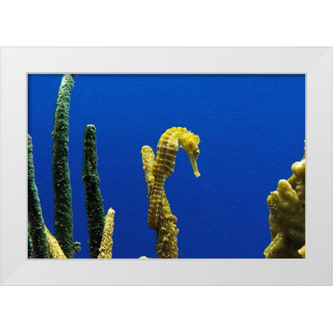 Seahorse White Modern Wood Framed Art Print by Highsmith, Carol