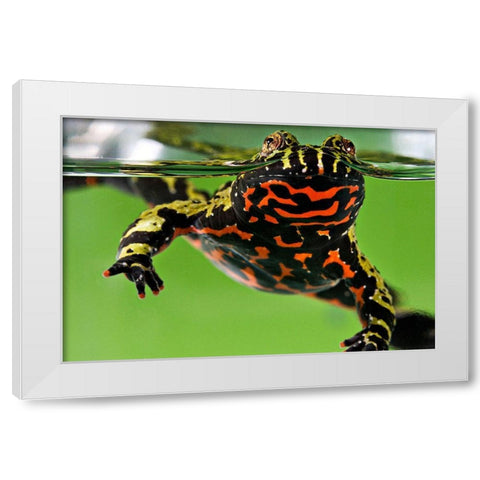 Oriental Fire-bellied Toad White Modern Wood Framed Art Print by Smithsonian Institution