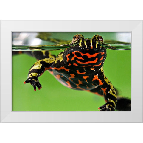 Oriental Fire-bellied Toad White Modern Wood Framed Art Print by Smithsonian Institution