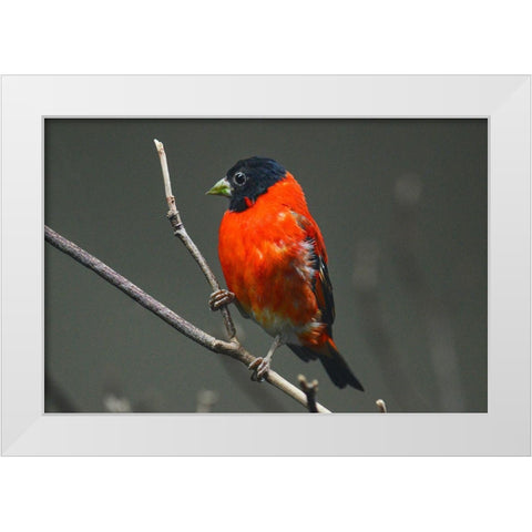 Red Siskin White Modern Wood Framed Art Print by Animal Photography