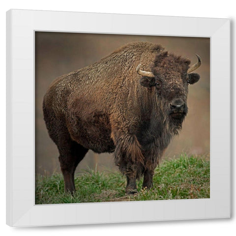 American Bison White Modern Wood Framed Art Print by Alderman, Joe