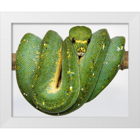 Green Tree Python White Modern Wood Framed Art Print by Smithsonian Institution