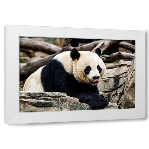 Giant Panda IV White Modern Wood Framed Art Print by Murphy, Mehgan