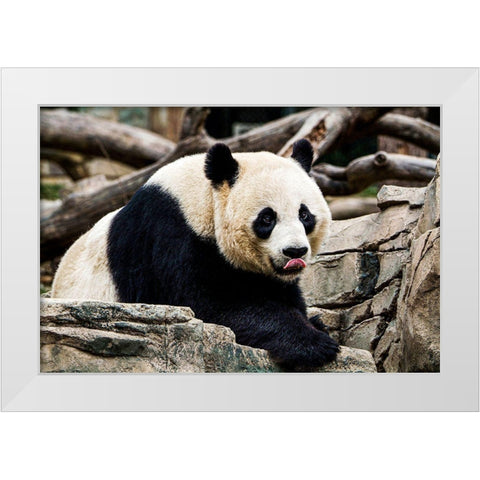 Giant Panda IV White Modern Wood Framed Art Print by Murphy, Mehgan