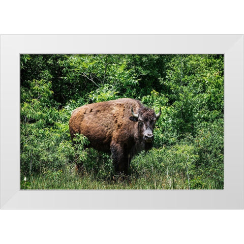 American Bison White Modern Wood Framed Art Print by Highsmith, Carol