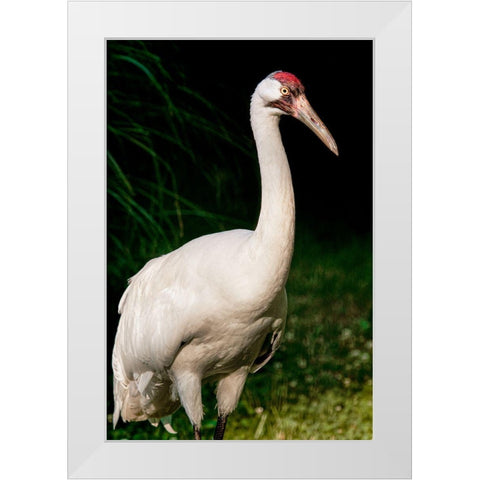 Whooping Crane White Modern Wood Framed Art Print by Smithsonian Institution