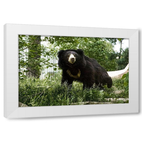 Sloth Bear White Modern Wood Framed Art Print by Murphy, Mehgan