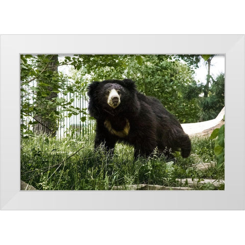 Sloth Bear White Modern Wood Framed Art Print by Murphy, Mehgan