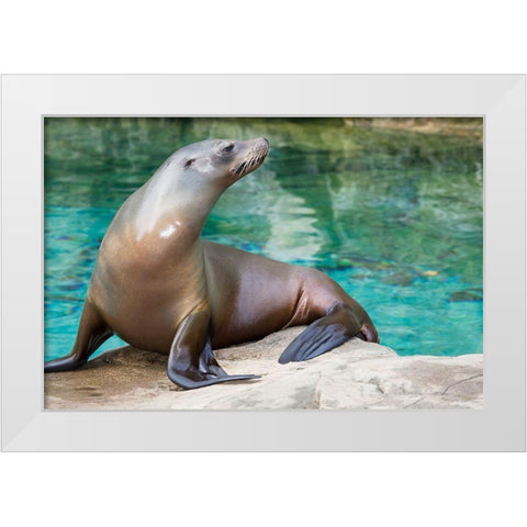 California Sea Lion  White Modern Wood Framed Art Print by Murphy, Mehgan